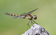 Common darter (female, Sympetrum striolatum)